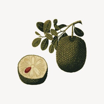  Jackfruit sticker, fruit illustration | Free PSD - rawpixel