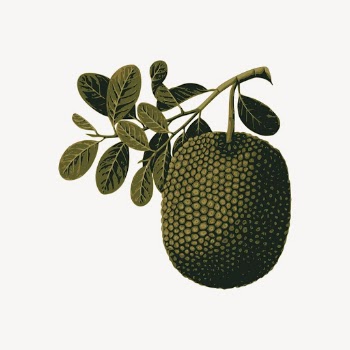  Jackfruit sticker, fruit illustration | Free PSD - rawpixel
