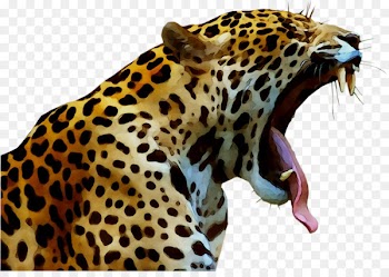 Jaguar Cheetah Leopard Cat Felidae -  