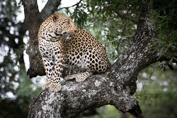 Jaguar In Tree