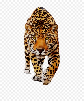 Jaguar Leopard Cat Animal Dog -  