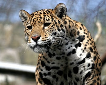 jaguar_looking.jpg