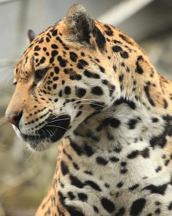 jaguar_portrait.jpg