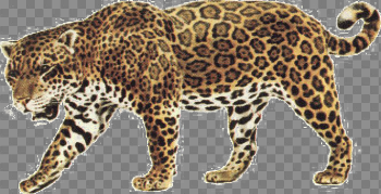 Jaguar Walking PNG Image