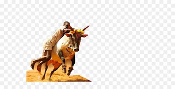 Jallikattu Milk Bull - bull 