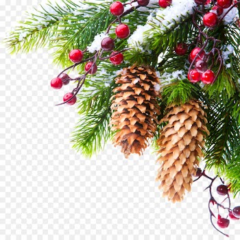 January Kiev 0 New Year Holiday - creative christmas tree branches 