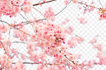 Japan Cherry blossom 4K resolution Wallpaper - Japanese cherry blossom 