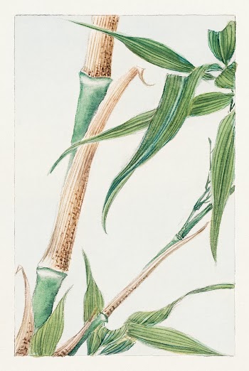 Japanese Bamboo during 1870&ndash;1880 by Megata Morikaga. Original from Library of Congress. Digitally enhanced by rawpixel.
