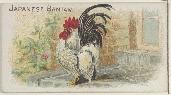 Japanese Bantam, from the Prize | Free Photo - rawpixel