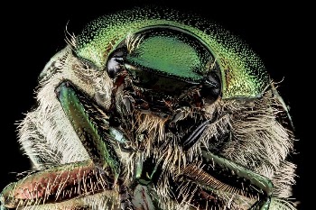 Japanese beetle, face, closeup shot. | Free Photo - rawpixel