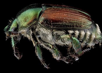 Japanese Beetle, Popillia japonica, side | Free Photo - rawpixel