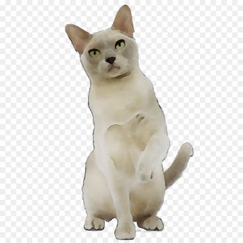 Japanese Bobtail American Wirehair Tonkinese cat Domestic short-haired cat Myanmar -  