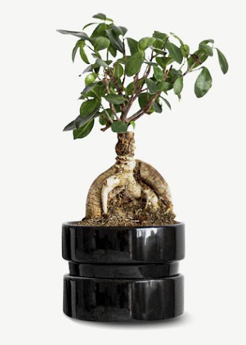 Japanese bonsai houseplant collage element | Free PSD - rawpixel