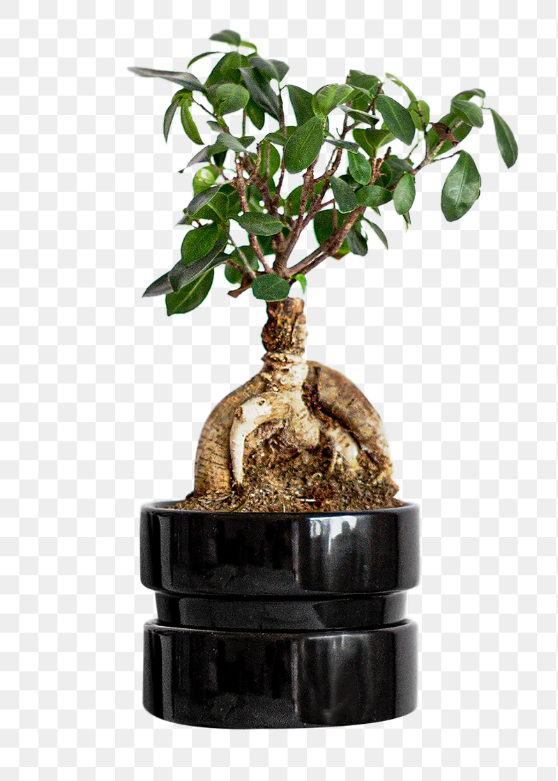 Japanese bonsai houseplant png sticker, | Free PNG - rawpixel