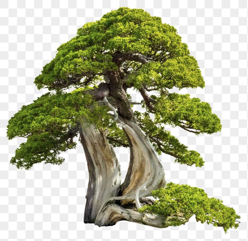 Japanese bonsai png tree sticker, | Free PNG - rawpixel