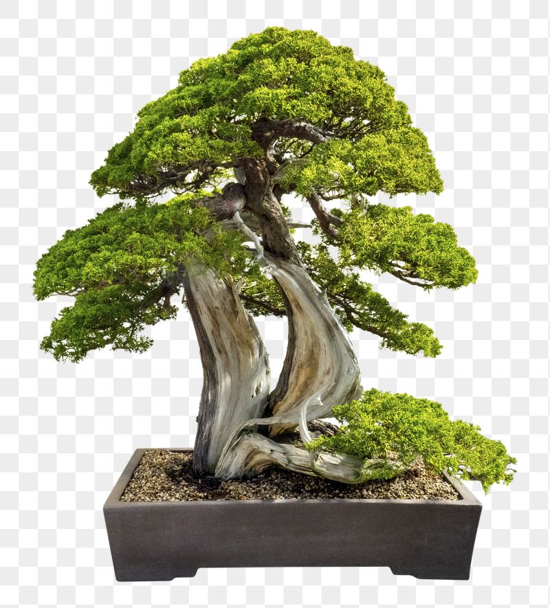 Japanese bonsai png tree sticker, | Free PNG - rawpixel
