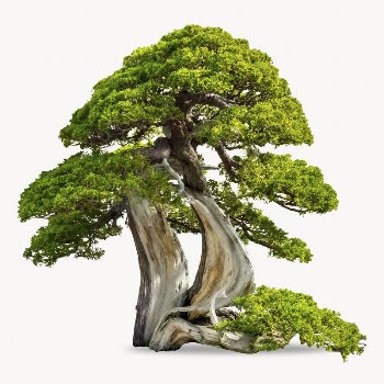 Japanese bonsai tree, isolated image | Free Photo - rawpixel