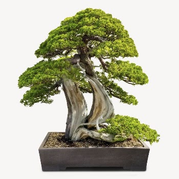 Japanese bonsai tree sticker, houseplant | Free PSD - rawpixel