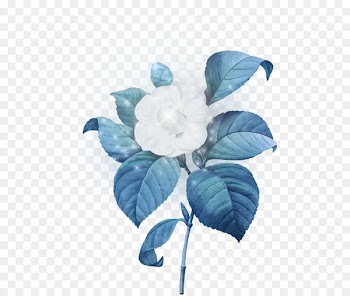 Japanese camellia Botanical illustration Stock illustration Flower - flower 