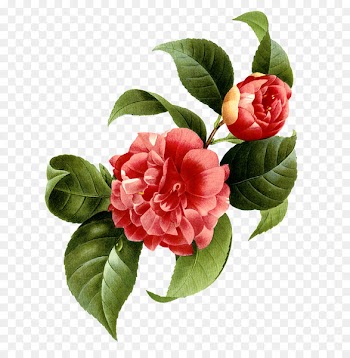 Japanese camellia Flower Photography - Red flowers 