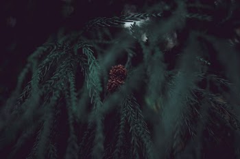 Japanese Cedar Cones