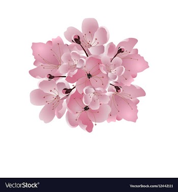 Japanese cherry Bouquet of pink cherry blossom vector image