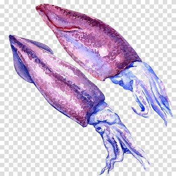 Japanese flying squid Nototodarus sloanii Watercolor painting White, others transparent background PNG clipart