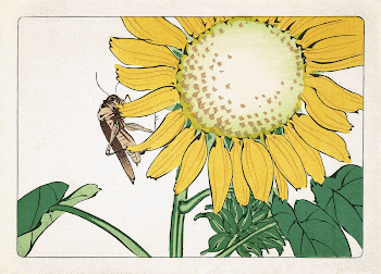 Japanese grasshopper and sunflower (1877) | Free Photo Illustration - rawpixel
