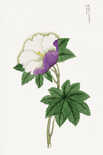 Japanese hibiscus (1800-1860) vintage drawing. | Free Photo Illustration - rawpixel