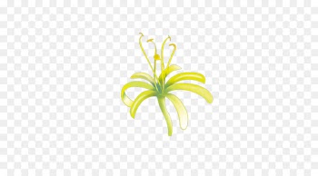 Japanese honeysuckle Plants Image Portable Network Graphics - madressilva de cabo 