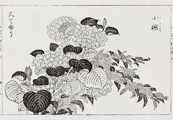 Japanese hydrangea (1715-1792) vintage woodcut | Free Photo Illustration - rawpixel