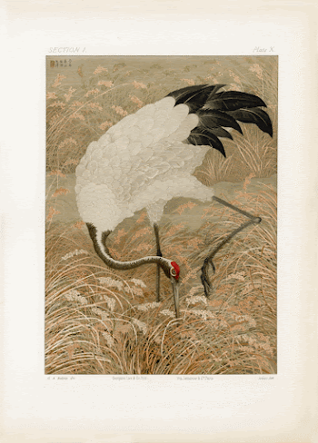 Japanese illustration. From our own | Free Photo - rawpixel
