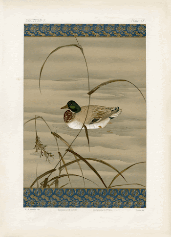 Japanese illustration. From our own | Free Photo - rawpixel