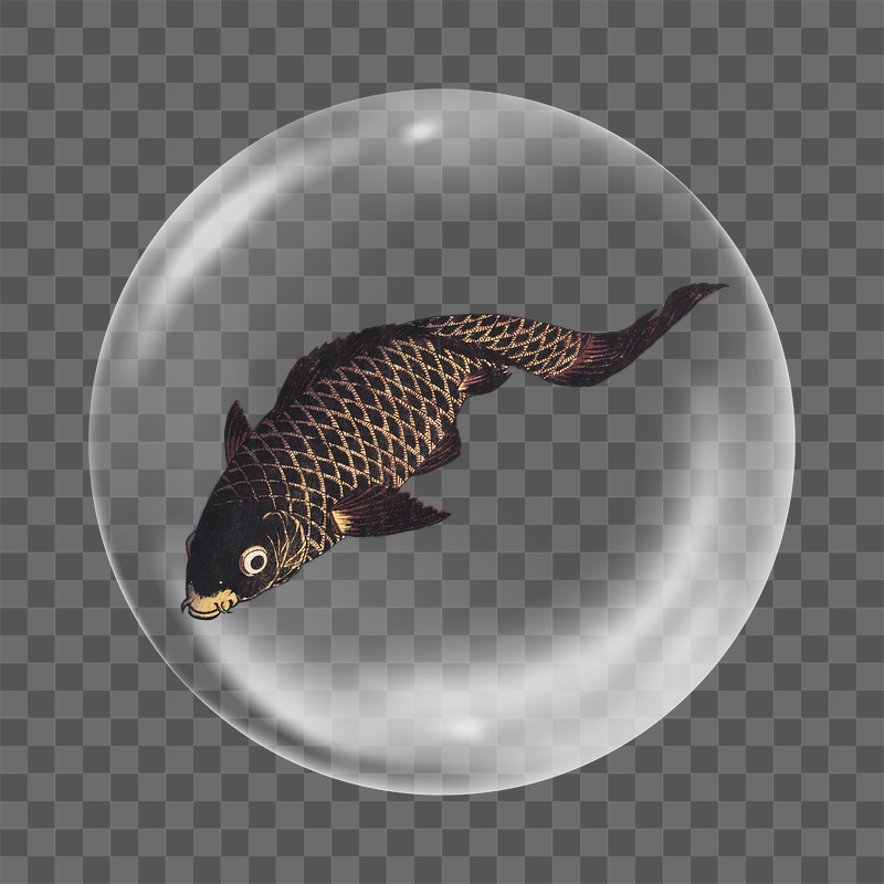Japanese koi fish png sticker, | Free PNG - rawpixel