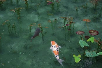 Japanese Koi. Original public domain | Free Photo - rawpixel