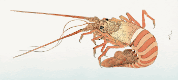 Japanese lobster (1615&ndash;1868) from Album | Free Photo Illustration - rawpixel