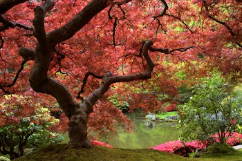 Japanese Maple
