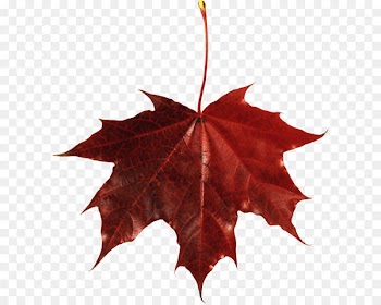 Japanese maple Autumn leaf color Maple leaf - Autumn Png Leaf 
