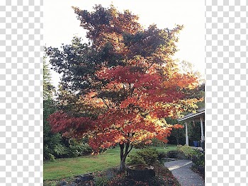 Japanese maple Broad-leaved tree Oak Deciduous, japanese maple transparent background PNG clipart