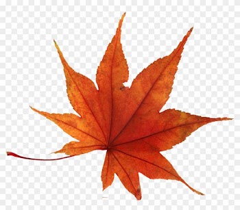 Japanese Maple Leaf Yellow