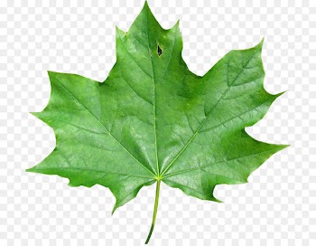 Japanese maple Maple leaf Red maple Meaning - maple leaf 