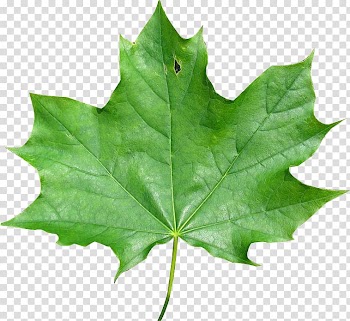 Japanese maple Maple leaf Red maple Meaning, maple leaf transparent background PNG clipart