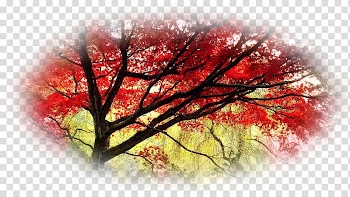 Japanese maple Tree Desktop Garden, japan transparent background PNG clipart