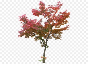 Japanese maple Tree Maple leaf - Maple tree plant 