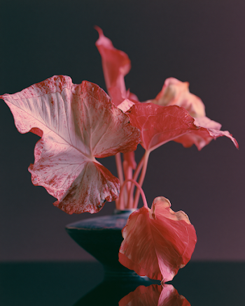 Japanese Minimalist Ikebana Arrangement of Leaves