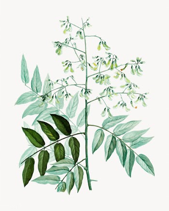 Japanese pagoda tree | Free stock vector - 568302