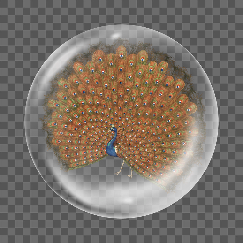 Japanese peacock png sticker,  | Free PNG - rawpixel