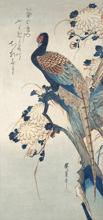 Japanese pheasant and chrysanthemums (1835) | Free Photo Illustration - rawpixel