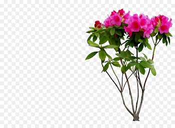 Japanese photinia Floral design Cut flowers Shrub -  
