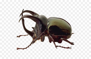 Japanese rhinoceros beetle Black Color - Black color feces shell dragonfly 